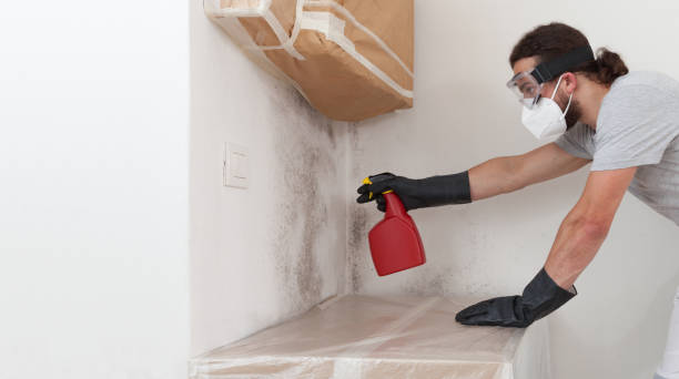 Basement Mold Remediation treatment on basement walls in Lumberton